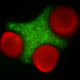 Illustration for article titled Scientists Make Living Building Blocks: Self-Assembling Artificial Tissue in Future